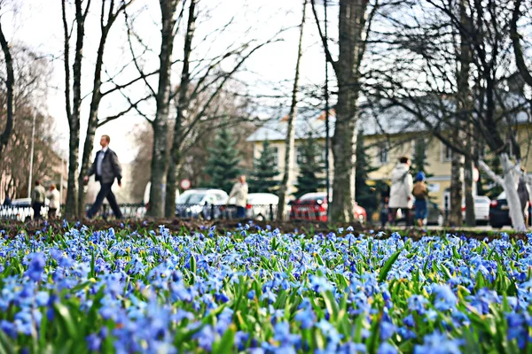 Small blue flowers — Stock Photo, Image