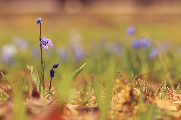 Bluebell flower — Stock Photo, Image