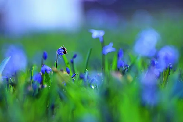 ブルーベルの花 — ストック写真