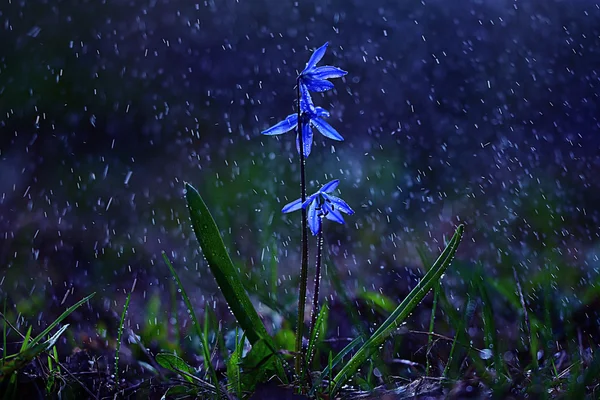 Bluebell flower under water drops — Stock Photo, Image