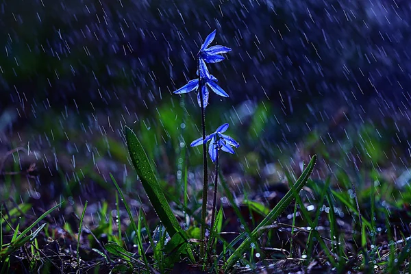 Bluebell flower under water drops — Stock Photo, Image