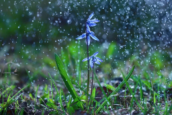Düşüyor Bluebell çiçek su altında — Stok fotoğraf