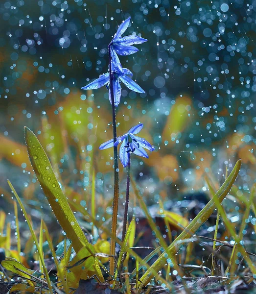 Bluebell fleur sous les gouttes d'eau — Photo