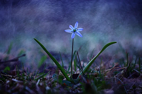 Flor de Bluebell bajo gotas de agua —  Fotos de Stock