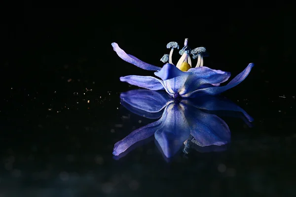 Blå blomst – stockfoto