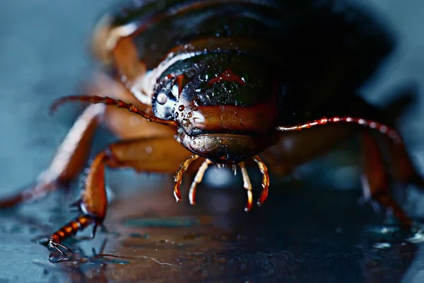 Wasserkäfer — Stockfoto