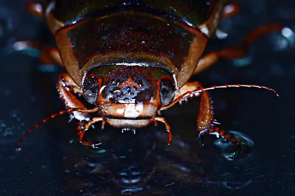 Water beetle — Stock Photo, Image