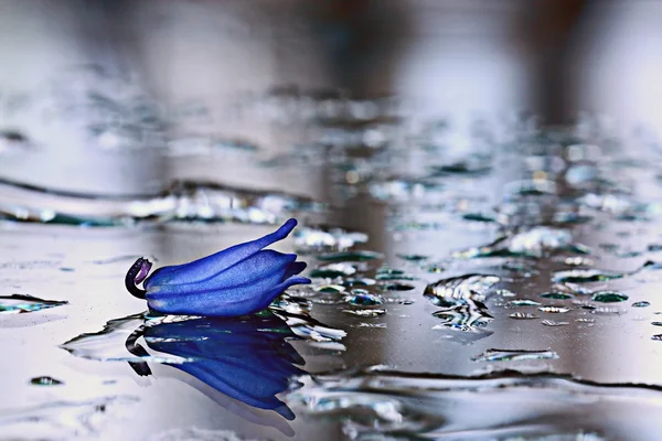 Цветок Блубелла на мокрой стеклянной поверхности — стоковое фото