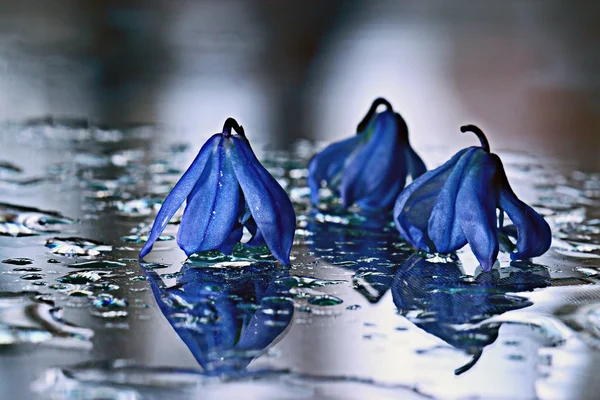 Blauglockenblumen auf nasser Glasoberfläche — Stockfoto