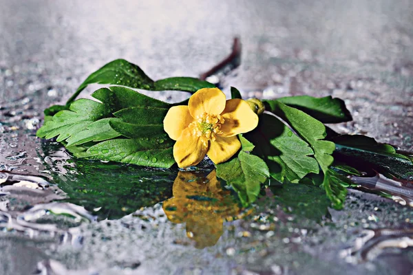 Yellow flowers on water surface — Stock Photo, Image