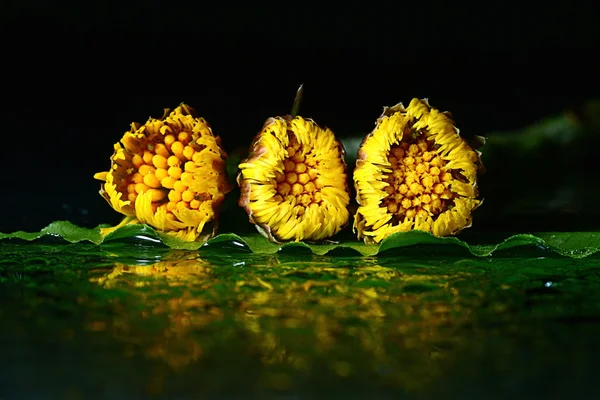 黄色的花蕊，在水面上 — 图库照片