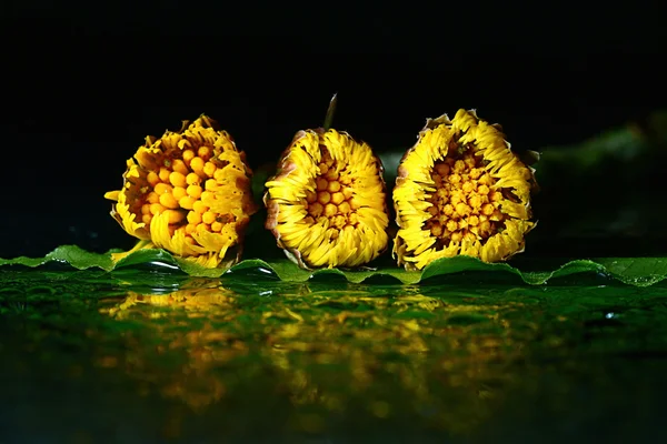 Yellow flower on water surface — Stock Photo, Image