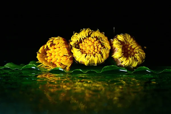 Yellow flower on water surface — Stock Photo, Image