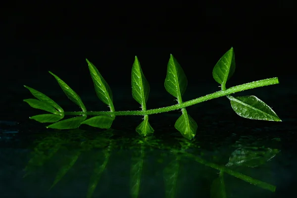 Молоде листя на поверхні води — стокове фото