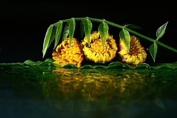 黄色的花蕊，在水面上 — 图库照片
