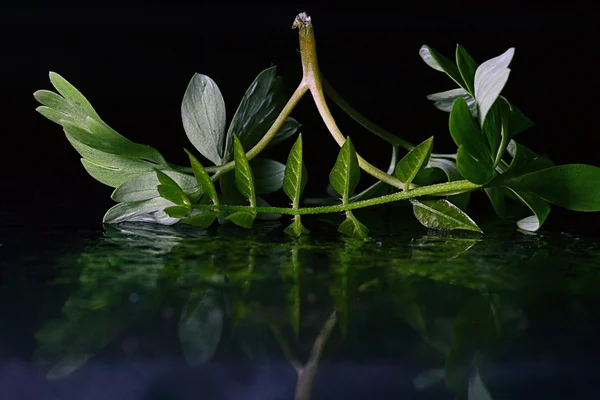 물 표면에 젊은 잎 — 스톡 사진