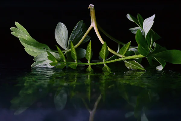 Hojas jóvenes en la superficie del agua — Foto de Stock