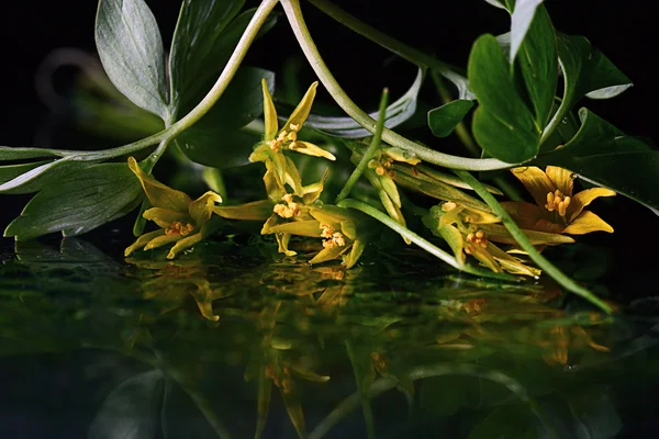 Yellow flowers reflected in water — Stock Photo, Image