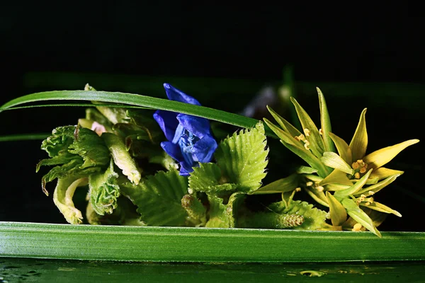 Flores silvestres — Foto de Stock