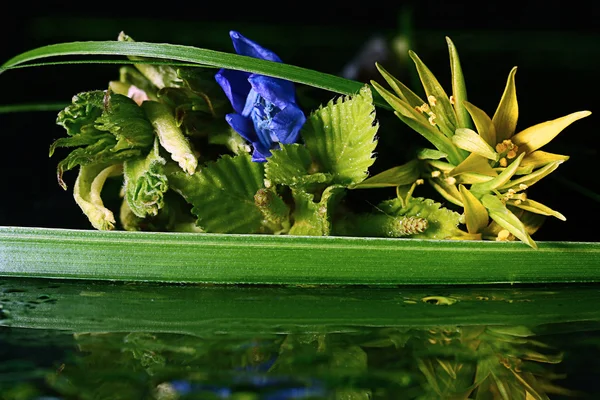 Flores silvestres — Foto de Stock