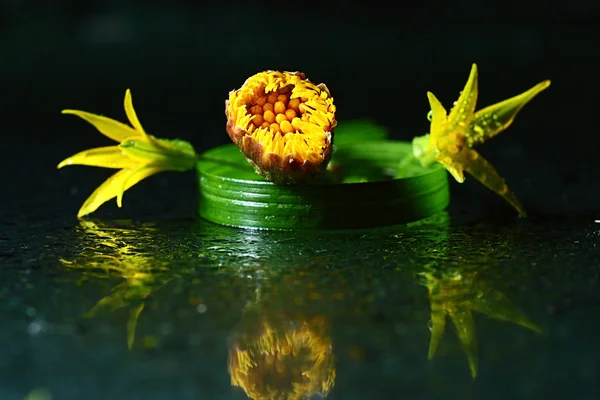 Wild flowers — Stock Photo, Image