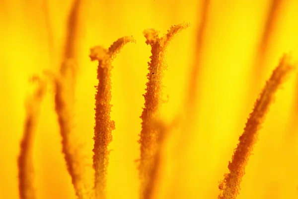 Yellow flower — Stock Photo, Image