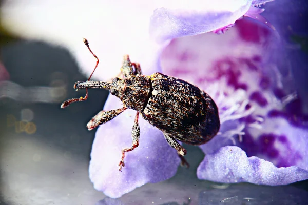 庭のカブトムシ — ストック写真