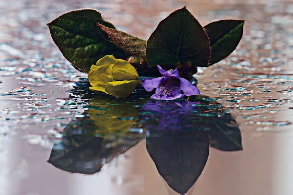 Yellow and purple  flowers — Stock Photo, Image