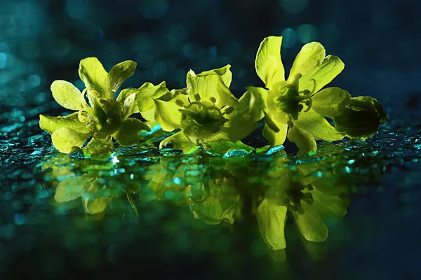 黄色の花 — ストック写真