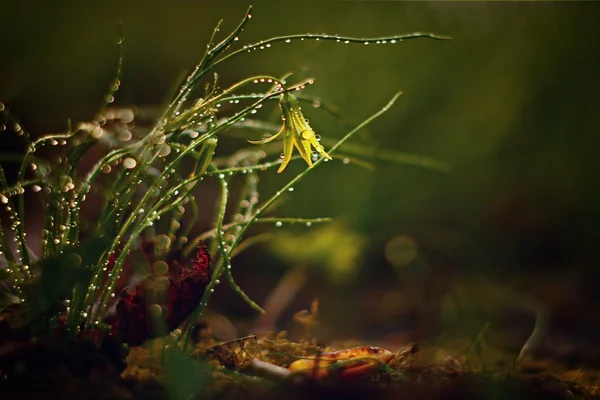 Malá žlutá květinka — Stock fotografie