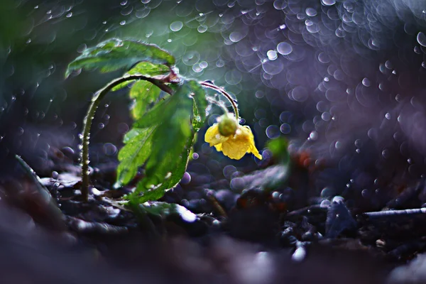 Kleine gelbe Blume — Stockfoto