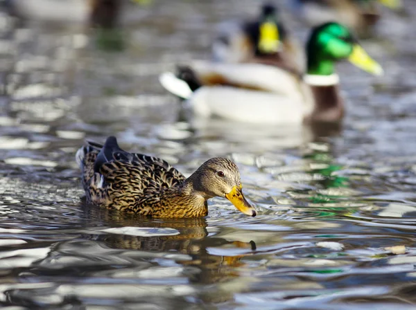 Mallard duck — Stock Photo, Image