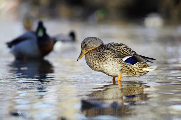 Mallard duck — Stock Photo, Image