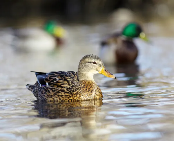 Stockente — Stockfoto