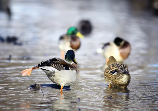 Mallard duck — Stock Photo, Image