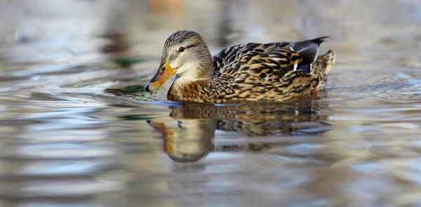 Mallard duck — Stock Photo, Image