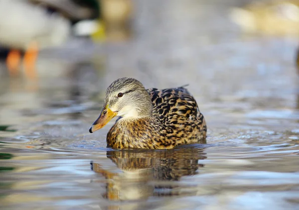 Stockente — Stockfoto