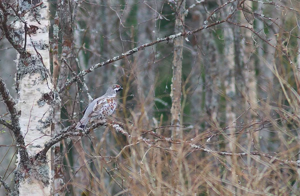 Moorhuhn auf einer Birke — Stockfoto