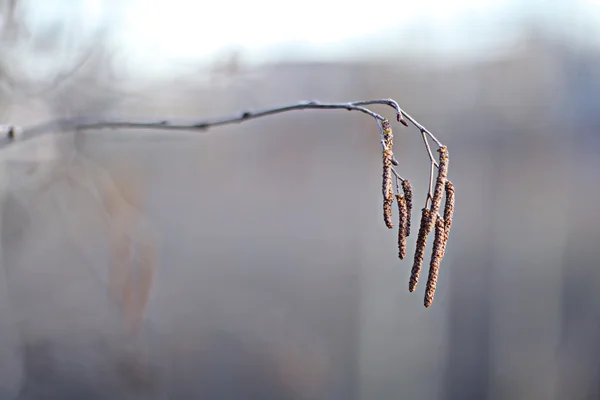 Jehnědy na stromě — Stock fotografie