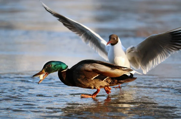 Gull with duck — Stock Image Gull with duck Stock Picture