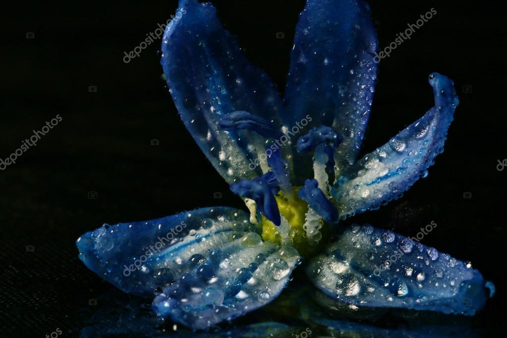 Blue Flowers Stock Photo By C Xload Blue Flowers Stock Photo By C Xload