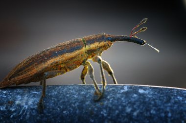 Weevil beetle clipart