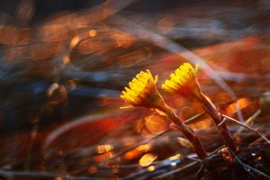coltsfoot, bahar çiçekleri
