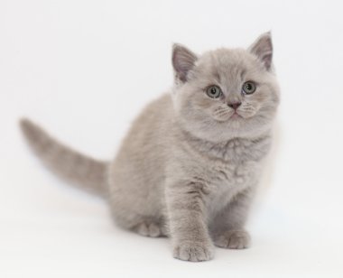 İngiliz yavru kedi