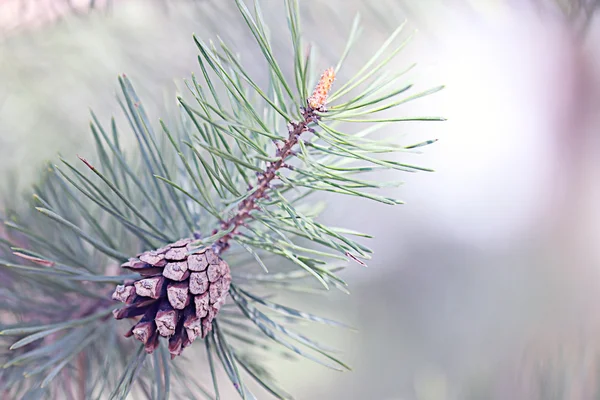 Pine cone — Stock Photo, Image