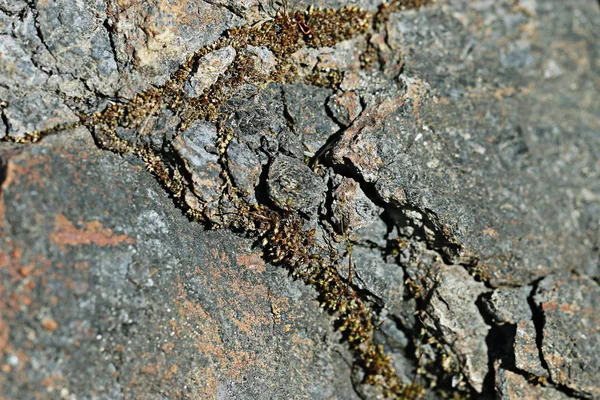 Textura em granito — Fotografia de Stock