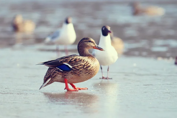 Mallard duck — Stock Photo, Image