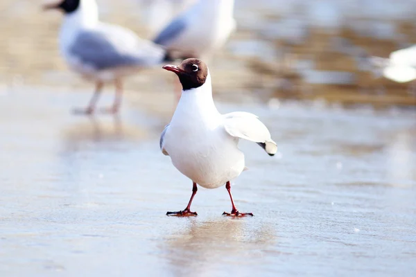 White seagull — Stock Photo, Image