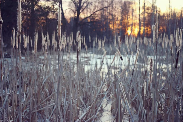 Winter Sonnenuntergang auf der Marsch — Stockfoto