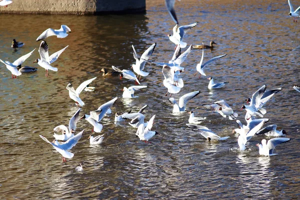 Rebanho de gaivotas no rio — Fotografia de Stock